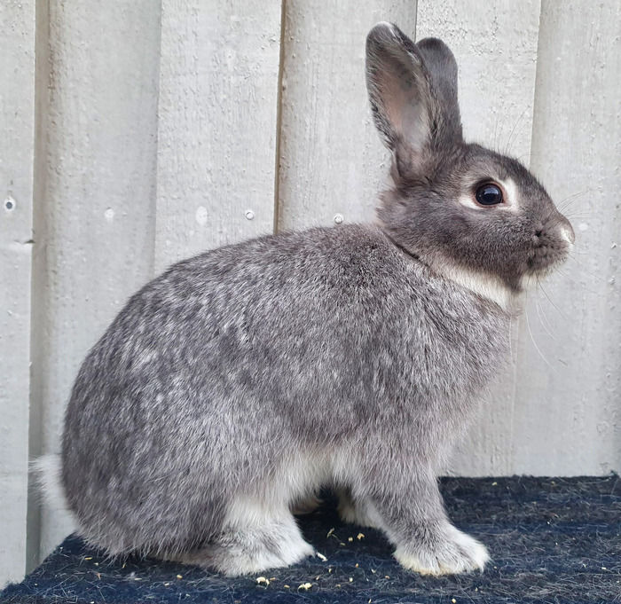 Lilla Chinchilla :: kaninraser